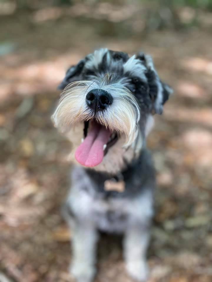Miss Bojingles